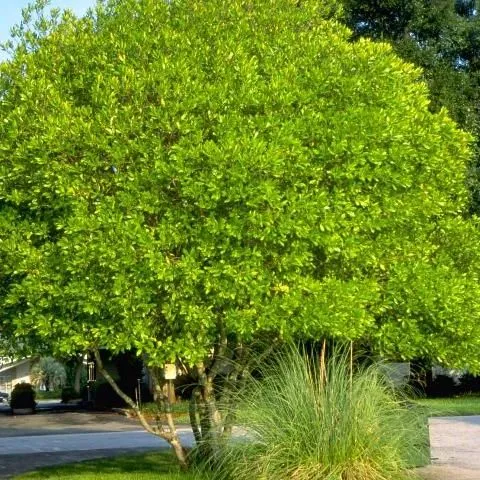 thumbnail for publication: Osmanthus americanus: Devilwood